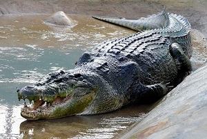 Cá sấu - crocodile