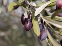 Olive - cây ôliu