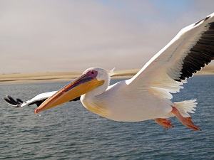 chim bồ nông - pelican
