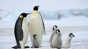 chim cánh cụt - penguin