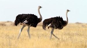 chim đà điểu - ostrich