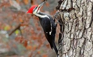chim gõ kiến - woodpecker