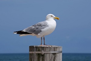 chim hải âu - seagull