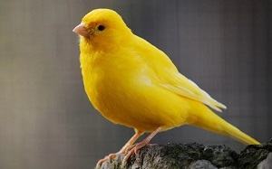 chim hoàng yến - canary