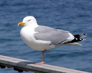 chim mòng biển - gull