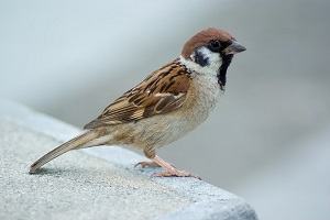 chim sẻ - sparrow