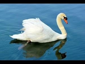 chim thiên nga - swan