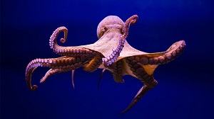 Con bạch tuộc - タコ
