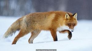 con cáo - fox