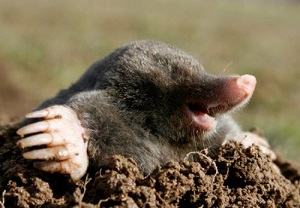 con chuột chũi - mole