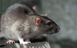 con chuột -　ネズミ
