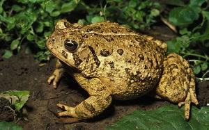 con cóc - toad