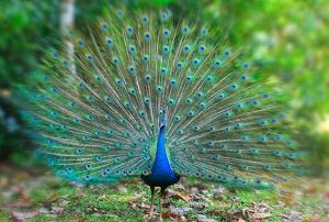 con công - peacock