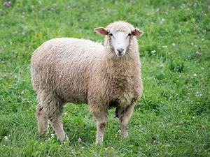 con cừu - 羊