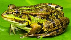 con ếch - frog