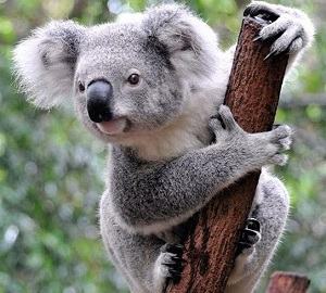 gấu koala - コアラ