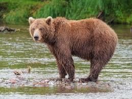 Con gấu - bear