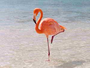 chim hạc - flamingo