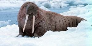 con hải mã - walrus
