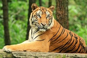 con hổ - tiger