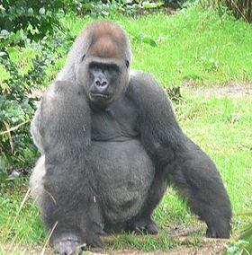 Con khỉ đột - gorilla
