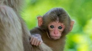 con khỉ - monkey