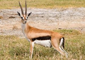 con linh dương - antelope