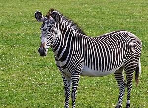 con ngựa vằn - zebra