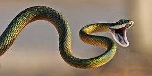 Con rắn - 蛇