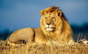 con sư tử - ライオン