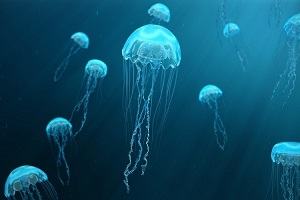 con sứa - jellyfish