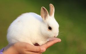 con thỏ - ウサギ
