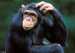 con tinh tinh - chimpanzee
