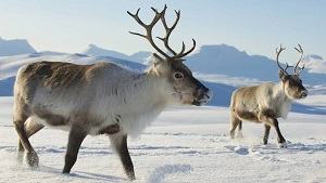 Tuần lộc - reindeer