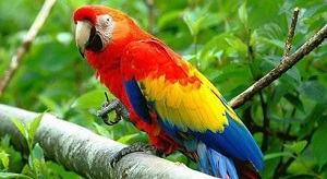 con vẹt - parrot