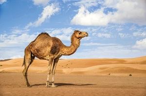 Con lạc đà - camel