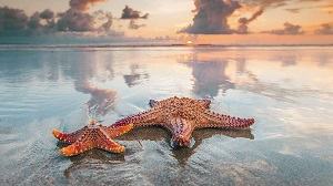 Sao biển - starfish
