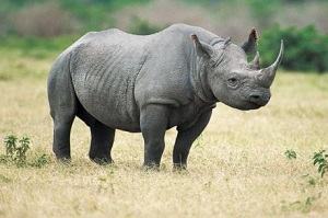 con tê giác - rhino