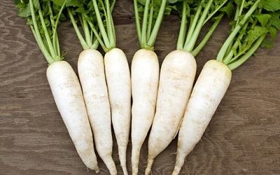 Radish - củ cải trắng