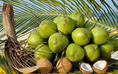 Coconut - dừa